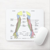 Nervensystem kutane Innervation obere Extremität Mousepad (Mit Mouse)