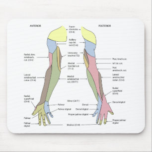 Nervensystem kutane Innervation obere Extremität Mousepad