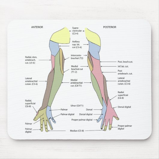 Nervensystem kutane Innervation obere Extremität Mousepad (Vorne)
