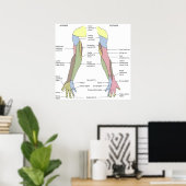 Nervensystem kutane Innervation obere Extremität Poster (Heimbüro)
