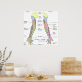 Nervensystem kutane Innervation obere Extremität Poster (Küche)