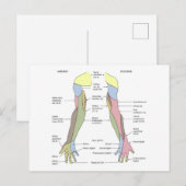 Nervensystem kutane Innervation obere Extremität Postkarte (Vorne/Hinten)
