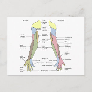Nervensystem kutane Innervation obere Extremität Postkarte
