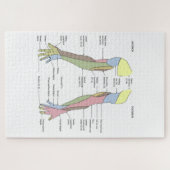 Nervensystem kutane Innervation obere Extremität Puzzle (Horizontal)