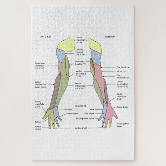 Nervensystem kutane Innervation obere Extremität Puzzle (Vertikal)