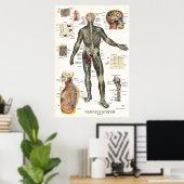 Nervensystem Nervenzellen Anatomie Poster (Heimbüro)