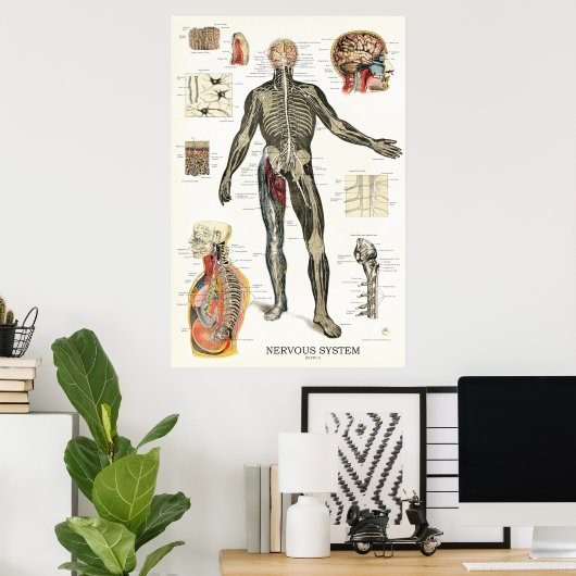 Nervensystem Nervenzellen Anatomie Poster (Heimbüro)