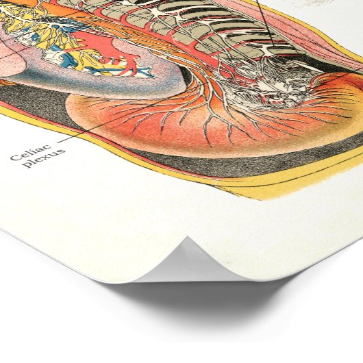 Nervensystem Nervenzellen Anatomie Poster (Ecke)