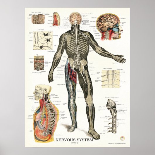Nervensystem Nervenzellen Anatomie Poster (Vorne)