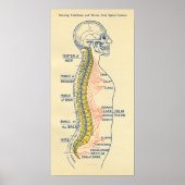 Nervensystem Poster (Vorne)