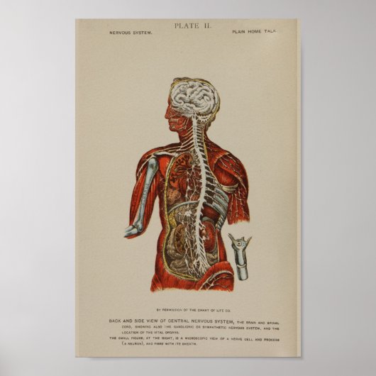 Nervensystem Rückenschmerzen Anatomie Druck Poster (Vorne)