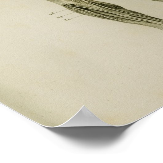 Nervensystem Vintage Anatomie Poster (Ecke)