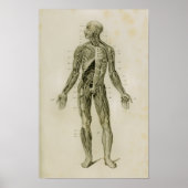 Nervensystem Vintage Anatomie Poster (Vorne)