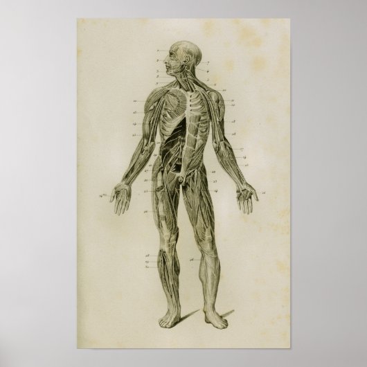 Nervensystem Vintage Anatomie Poster (Vorne)