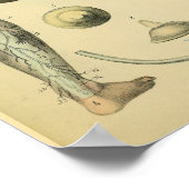 Nerves Anatomie Vintage Medizin Poster (Ecke)