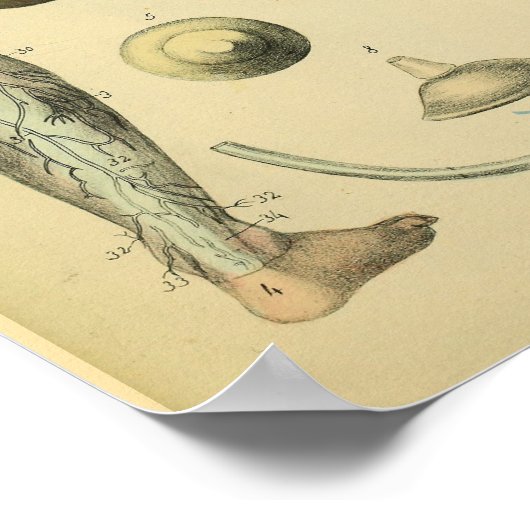 Nerves Anatomie Vintage Medizin Poster (Ecke)