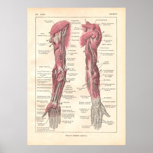 Nerves of the Arms Anatomy Poster in Französisch (Vorne)