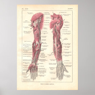 Nerves of the Arms Anatomy Poster in Französisch