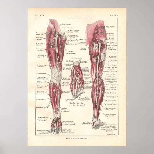 Nerves of the Legs Anatomy Poster auf Französisch (Vorne)
