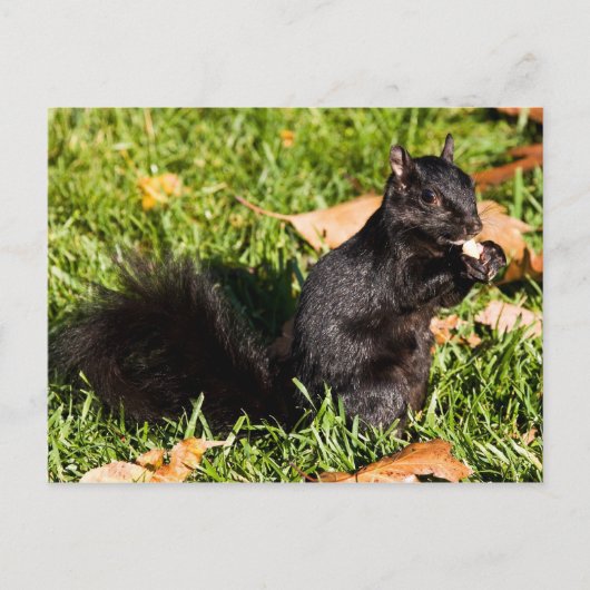 Nervous Kleiner Typ Postkarte (Vorderseite)