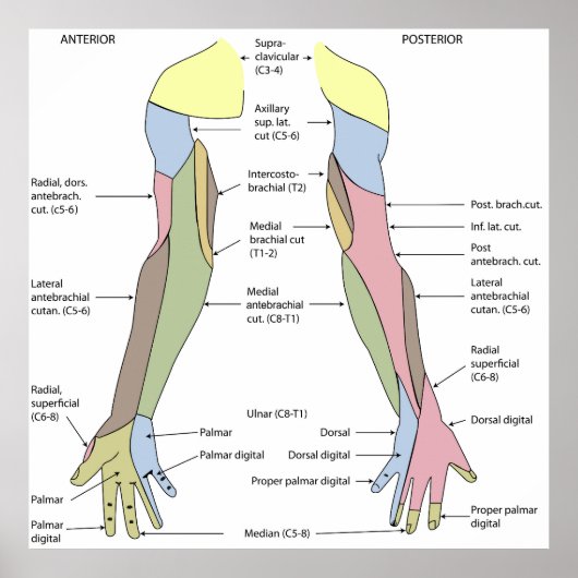 Nervous System cutaneous innervation upper limb Poster (Vorne)