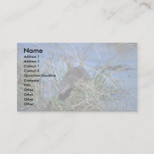 Nerz, das auf grasartigem Tussock im Sumpf Visitenkarte