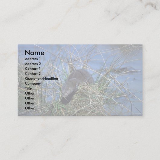 Nerz, das auf grasartigem Tussock im Sumpf Visitenkarte (Vorderseite)