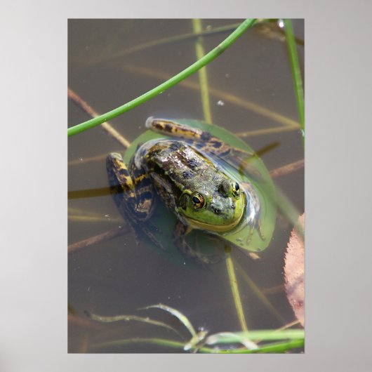 Nerzfrosch Poster (Vorne)