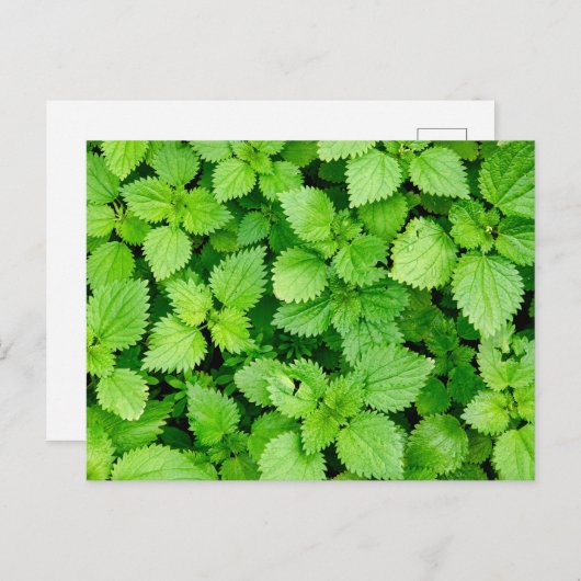 Nessel Postkarte (Vorne/Hinten)