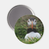 Nest Builder Puffin Magnet (Vorderseite/Rückseite)