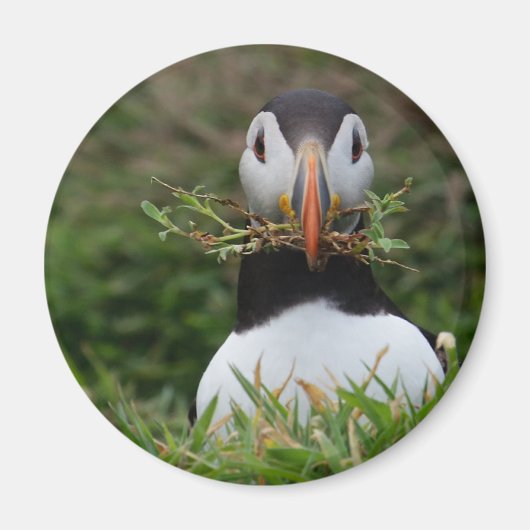 Nest Builder Puffin Magnet (Vorne)