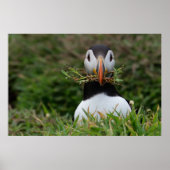 Nest Builder Puffin Poster (Vorne)