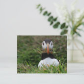 Nest Builder Puffin Postkarte (Stehend Vorderseite)