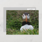 Nest Builder Puffin Postkarte (Vorne/Hinten)