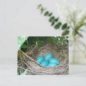 Nest der Robin Eggs Postkarte (Stehend Vorderseite)