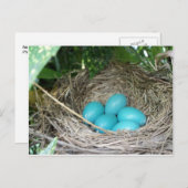 Nest der Robin Eggs Postkarte (Vorne/Hinten)