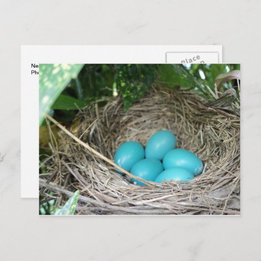 Nest der Robin Eggs Postkarte (Vorne/Hinten)