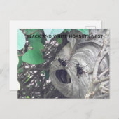 Nest der schwarzen und weißen Hornnetze Postkarte (Vorne/Hinten)