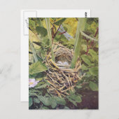 Nest des Roten Flügels Blackbird Postkarte (Vorne/Hinten)