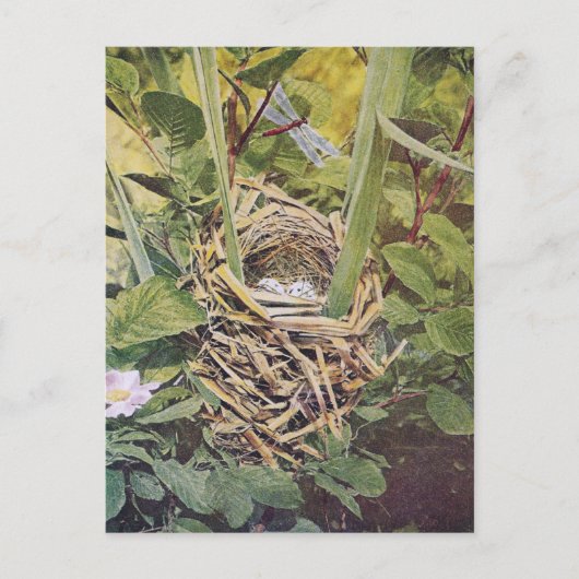 Nest des Roten Flügels Blackbird Postkarte (Vorderseite)