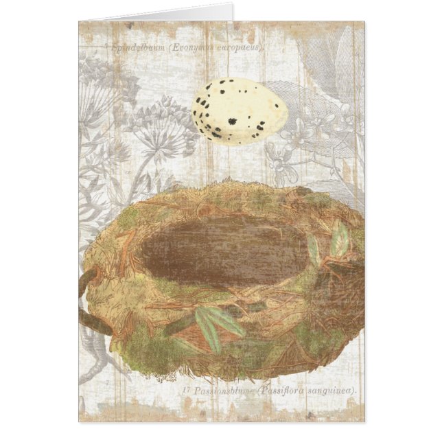 Nest mit gesprenkeltem Ei (Vorne)