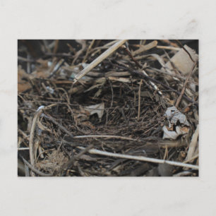 Nest Postkarte