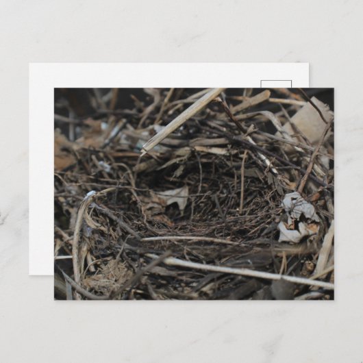 Nest Postkarte (Vorne/Hinten)