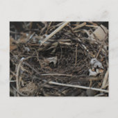 Nest Postkarte (Vorderseite)