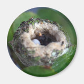 Nest- und Ei-Foto Magnet (Vorne)