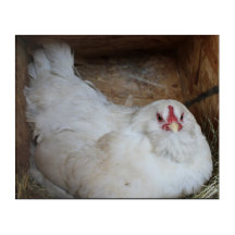 Nesting Ameraucana
