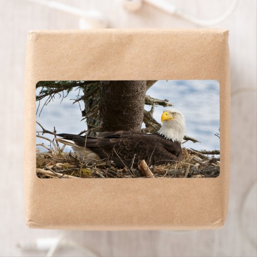 Nesting Bald Eagle (Insitu)