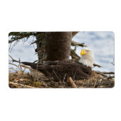 Nesting Bald Eagle (Vorne)