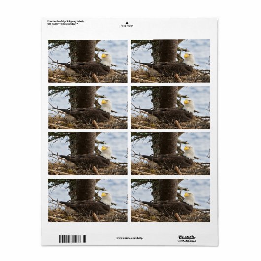 Nesting Bald Eagle (Vorne)