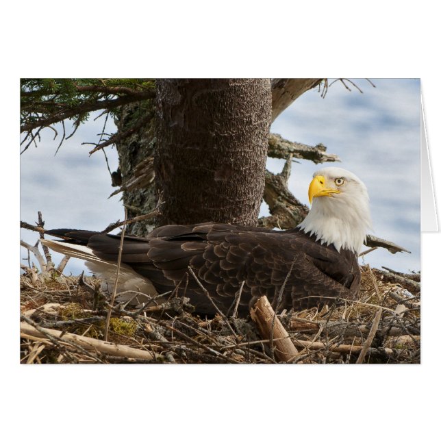 Nesting Bald Eagle (Vorderseite (Horizontal))